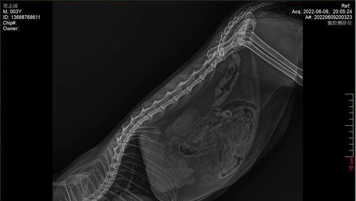以犬腹水能活多久？（探究犬腹水的致命程度及生存时间）