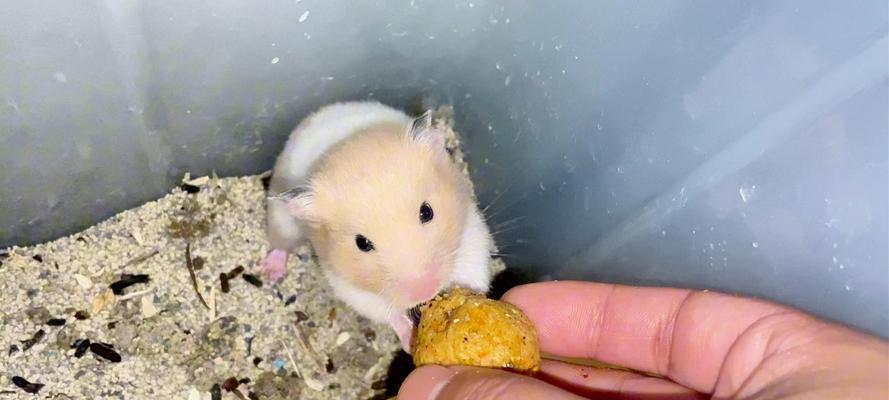 仓鼠需要多久才会变大？（养育时间、食物与环境对仓鼠成长的影响）