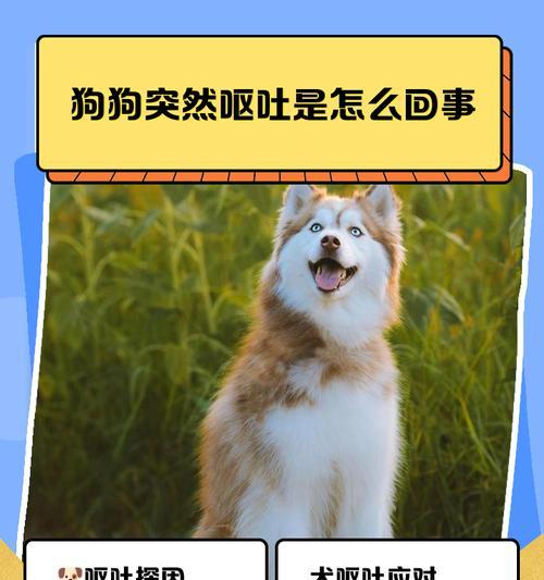 狗狗呕吐不停喝水的原因及护理技巧（了解狗狗呕吐频率，做好护理工作）