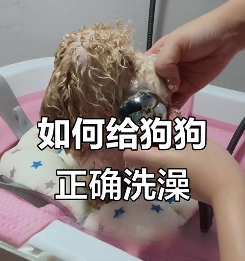 边境幼犬洗澡的最佳时机（探索边境幼犬洗澡的时间点和注意事项）