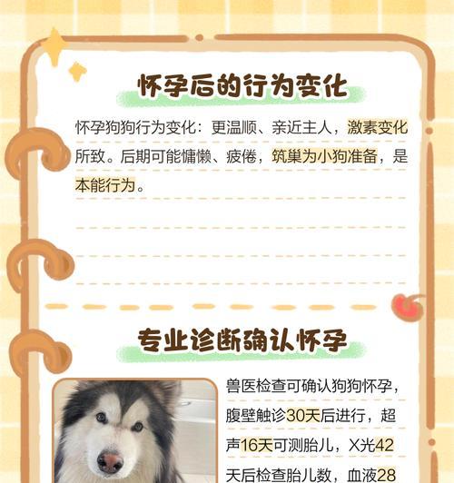如何判断狗狗怀孕的时间？（了解狗狗怀孕的迹象及时间计算方法）