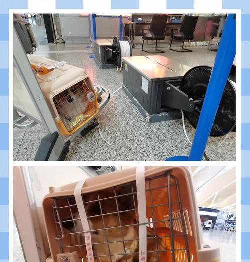 宠物空运费用及托运准备指南（了解宠物空运费用及必备准备，让宠物旅行更顺利）