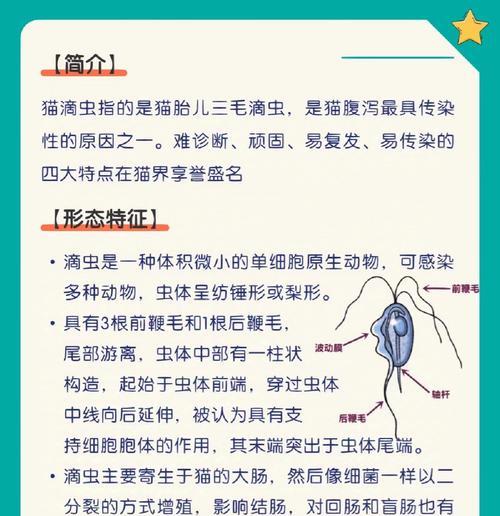 猫的常见疾病及预防措施（一起来了解猫主要易患的疾病吧！）