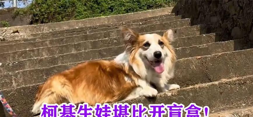 柯基的怀孕周期与繁殖特点（揭秘柯基的繁衍生育周期及优势）