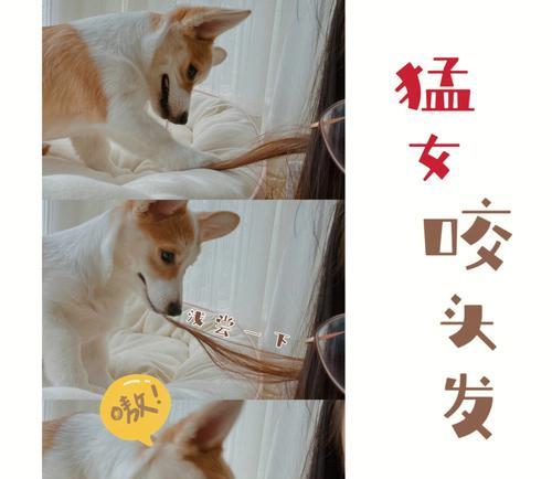柯基犬磨牙期到底要多久？（探究柯基犬磨牙期的时间和特点）