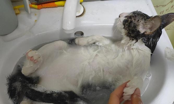母猫产后多久能洗澡（洗澡时间与护理要点）