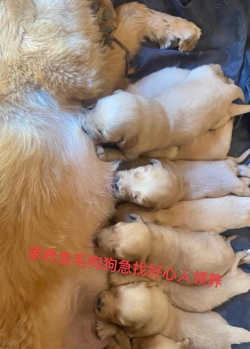 金毛寿命多长？（如何让金毛健康长寿）