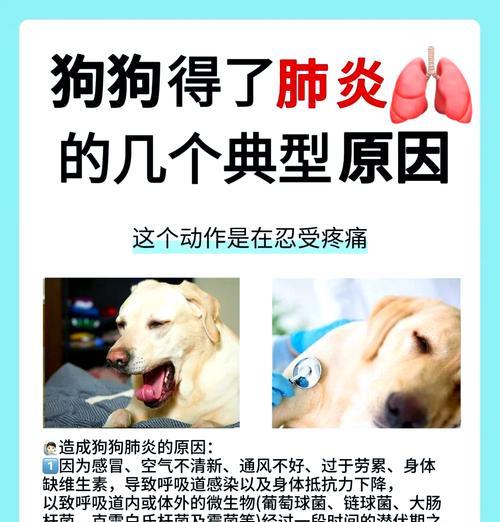 探究以支气管炎为初期症状的狗狗健康问题（揭示支气管炎初期症状及其相关问题）