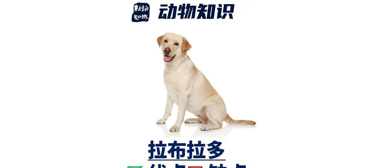 如何平价养拉布拉多？（以拉布拉多为主题的经济养育指南）