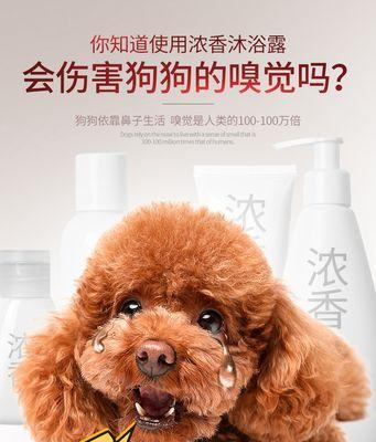 泰迪犬的洗澡时间和频率（探索泰迪犬洗澡的最佳时间和方法）