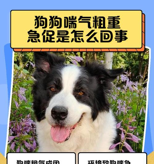 狗狗的健康饮食需谨慎（狗狗绝对不能吃的食物大揭秘！）