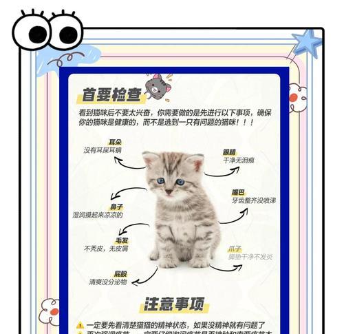 如何给猫咪选零食？养猫必看系列（宠物零食的选择原则与技巧）