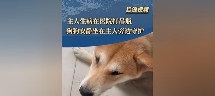 在家如何给小狗狗打针输液？（自家护理小狗狗的简易步骤）