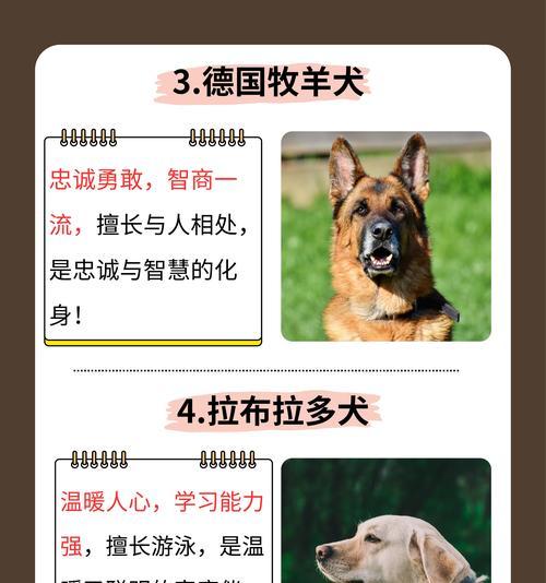 如何判断一只边境牧羊犬的纯度？（通过这6点判断边境牧羊犬的纯血统）