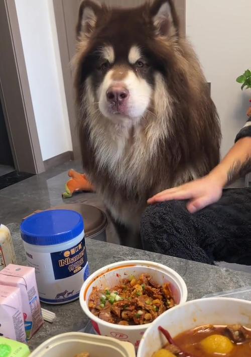 狗狗可以吃香蕉吗？（探究狗狗对香蕉的食欲和营养价值）