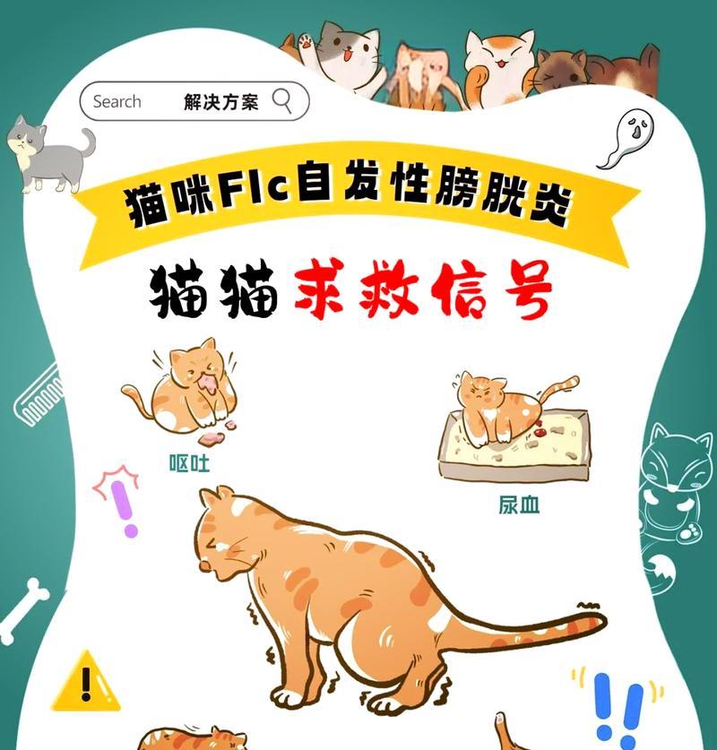 揭秘猫咪小便的时间规律（探究猫咪如厕习惯的奥秘）