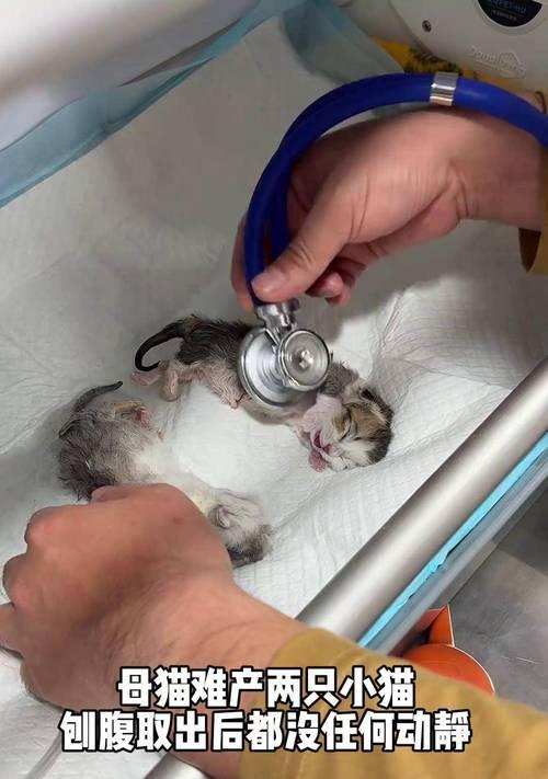 小猫出生多久可以碰？（揭秘小猫的初生时光）
