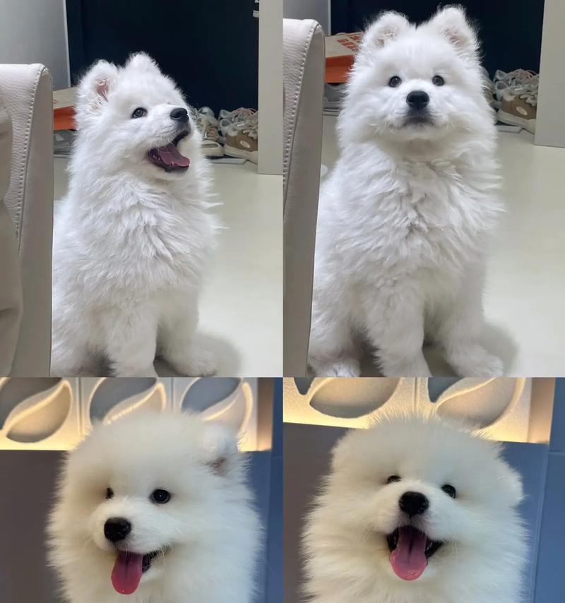 如何合理喂养幼犬的萨摩耶？（萨摩耶幼犬的饮食要点与喂养建议）