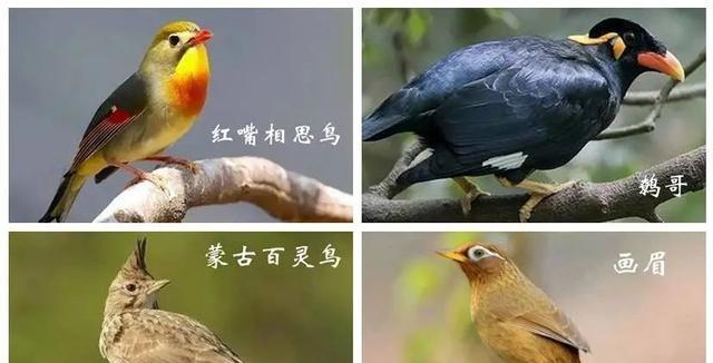 百灵鸟饲养指南（打造幸福与活力的鸟类伴侣）