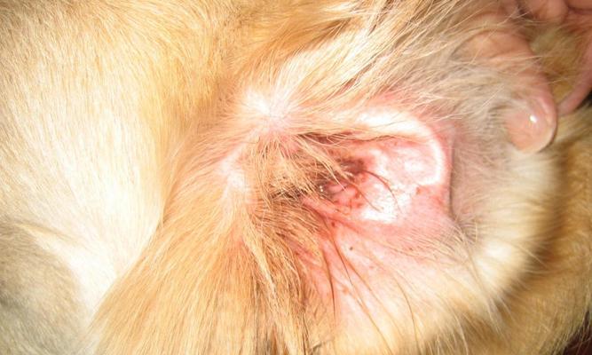 金毛犬体外滴液的用途和注意事项（保护你的金毛犬免受寄生虫侵害，）