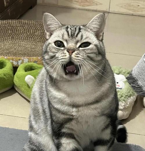 解决猫咪挑食问题的有效方法（纠正猫不吃猫粮，让它们养成良好饮食习惯）