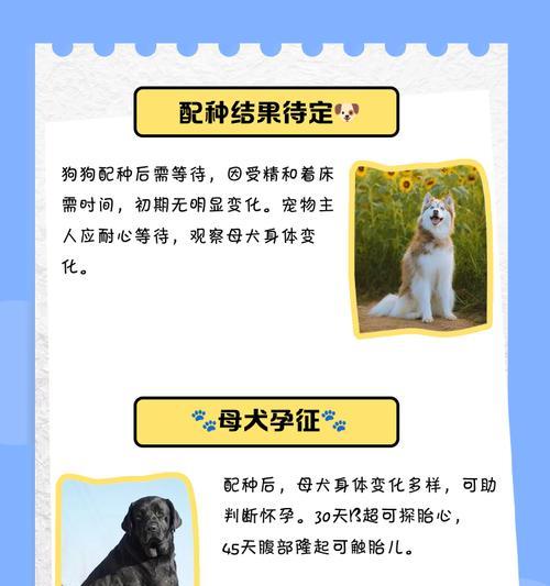 狗狗怀孕了怎么办？-孕期犬医护必备指南（如何判断狗狗是否怀孕？如何照顾孕期狗狗？）