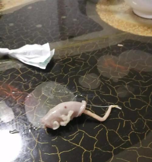 蛔虫排出后能存活多久？——对蛔虫生存能力的探究（揭秘蛔虫排出体外后的生存时间及影响因素）