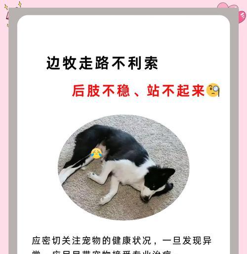 边牧不立耳朵怎么办？（边牧耳朵不立怎么处理，如何进行耳朵立耳训练）