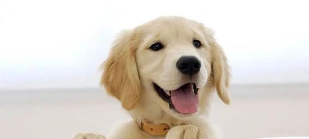 金毛犬产后护理（了解金毛犬产后护理，为宝宝健康成长打好基础）
