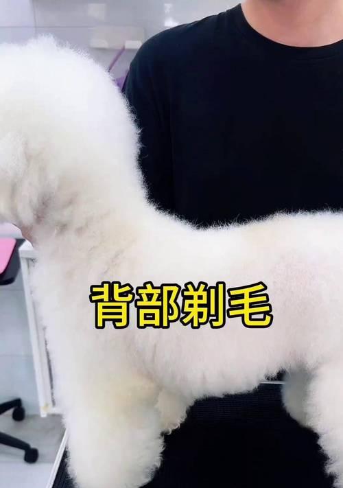 泰迪犬剃毛的最佳时间（剔除犬毛，让泰迪犬更舒适）