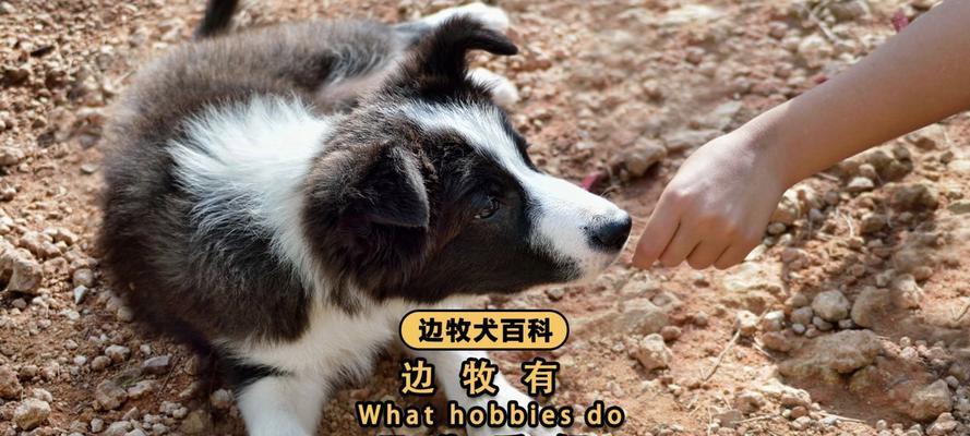 边牧基础训练的重要性及训练方法（了解边牧基础训练的关键步骤和技巧，打造乖巧听话的宠物犬）