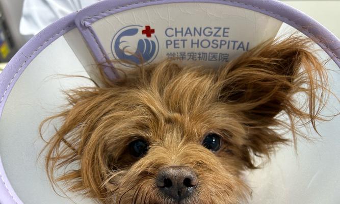 犬眼病及其治疗方法（了解犬眼病的症状、诊断和预防措施）