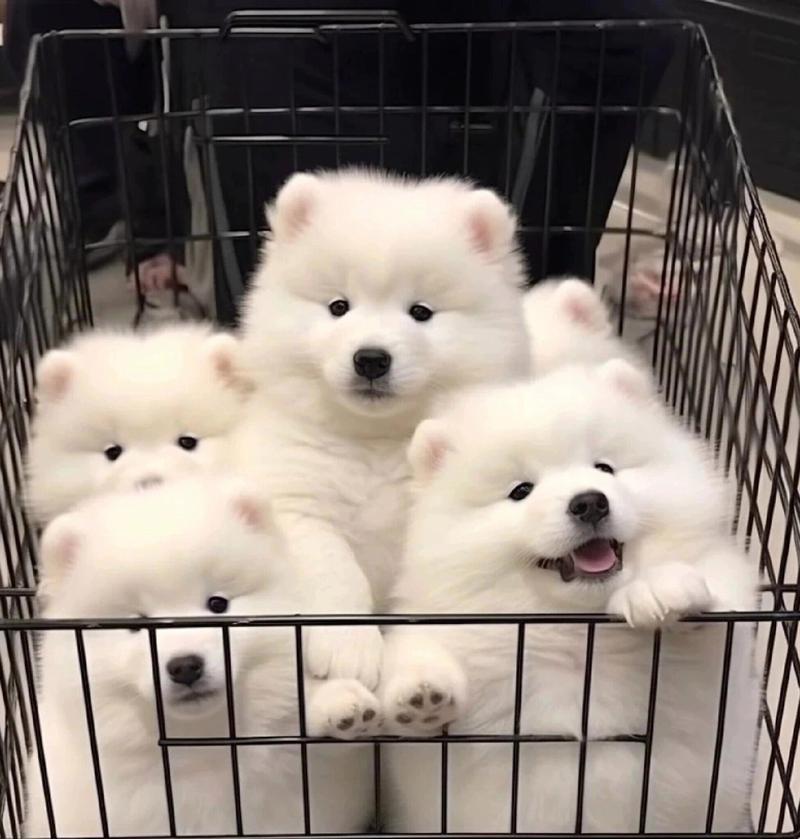 萨摩耶犬（性情温和、易于训练的大型犬种）