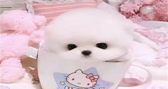 茶杯狗（探索茶杯狗的独特魅力和养护知识）