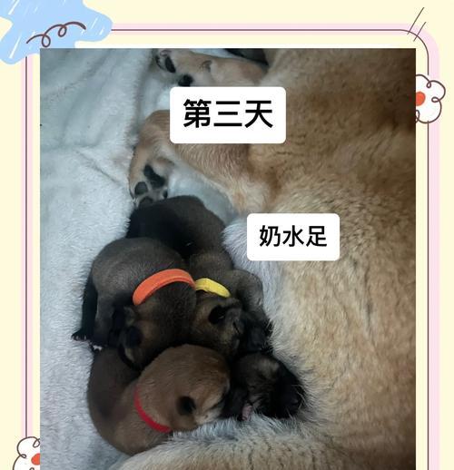 母狗生小狗的时间周期（了解母狗的生产周期，为您的宠物做好准备）