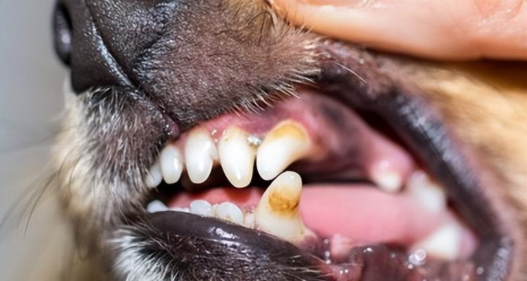 狗狗牙黄还口臭？掌握自己给狗狗去牙结石的方法！（拒绝狗狗口气差，让它的牙齿重现洁白光彩）