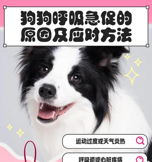 揭秘狗狗呼吸道疾病（了解你的狗狗是否患有呼吸道疾病，以及如何进行有效的治疗）