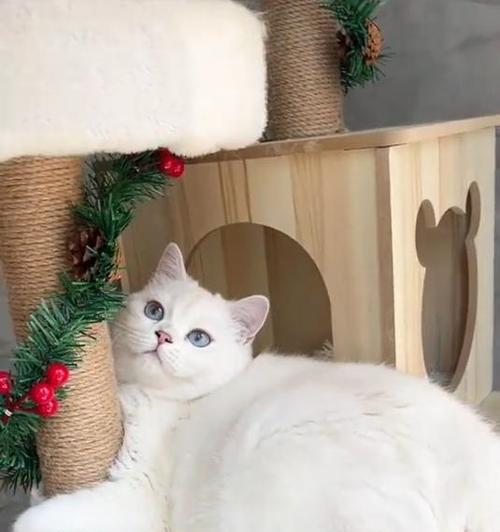 猫咪的水果大补充——丰富维生素，增添健康（了解猫咪可以吃的水果，给它们提供全面营养）
