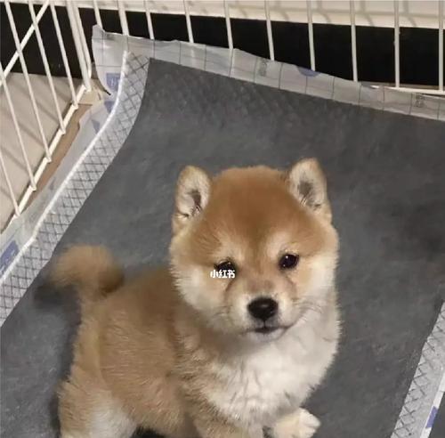 挑选适合自己的柴犬幼犬，从价格到品种一网打尽（了解柴犬市场行情和选择准则，助你找到理想的小伙伴）