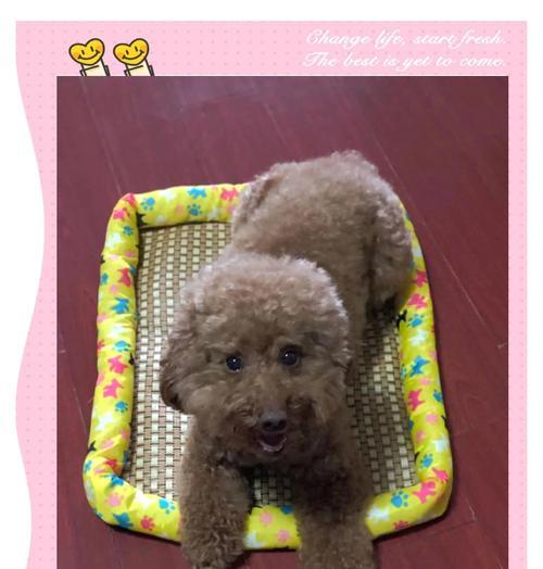 泰迪犬抽搐持续时间及相关问题解析（泰迪犬抽搐频率、持续时间和预防措施的详细讨论）