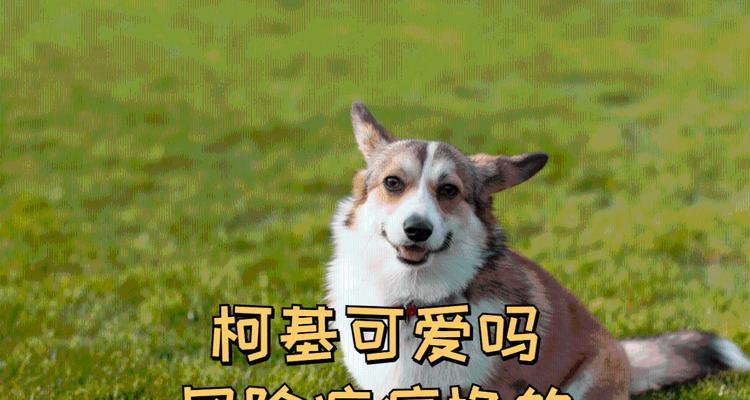 柯基眼部疾病（探索柯基眼部健康，预防疾病从眼起步）
