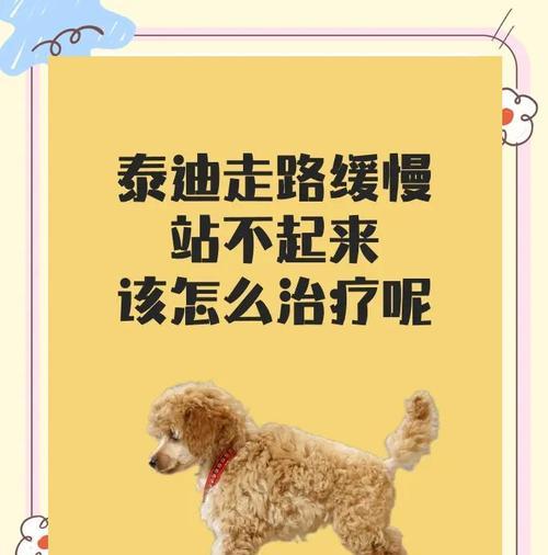 泰迪站立行走的寿命