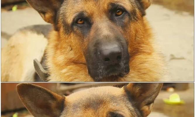 热爱阳光的犬种（多变气候下，这些犬种最适合和太阳玩耍）