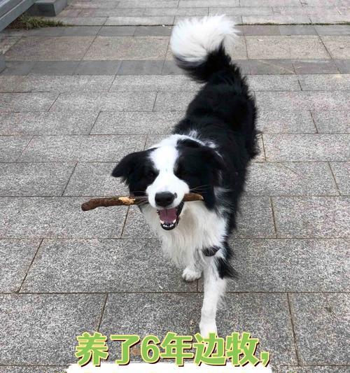 边牧狗狗的日常饮食管理（了解边牧狗狗的狗粮需求量，让它健康成长）