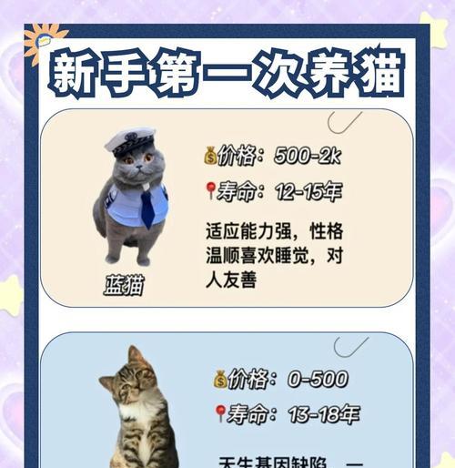 不建议养折耳猫的4个原因（为什么你不应该选择折耳猫作为宠物）