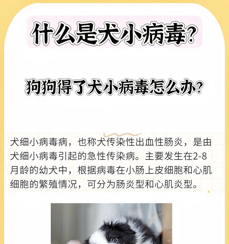 狗细小后的寿命究竟能有多久？（解密狗细小疾病对犬只寿命的影响）