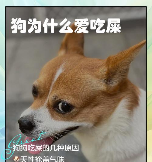揭秘狗的大便的表现（狗的健康状态从大便看究竟）