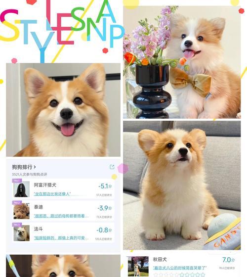 狗狗的天生本能和技能（探索狗狗天赋的奇妙世界）