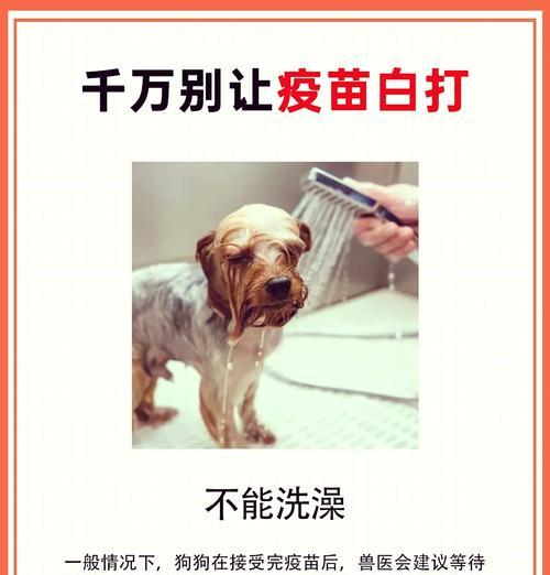 狗狗洗澡的最佳时间及注意事项（狗狗洗澡的频率、水温和洗澡用品选择）