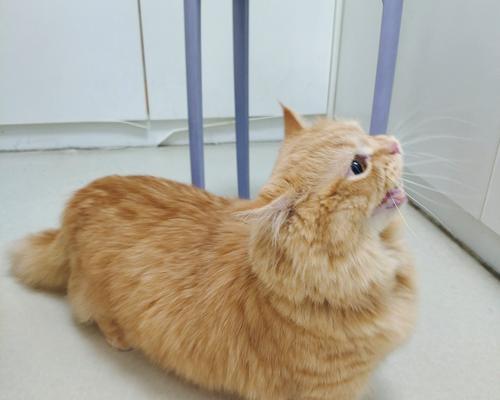 猫咪的正常体温是多少度？（了解猫咪体温，关心它们的健康）